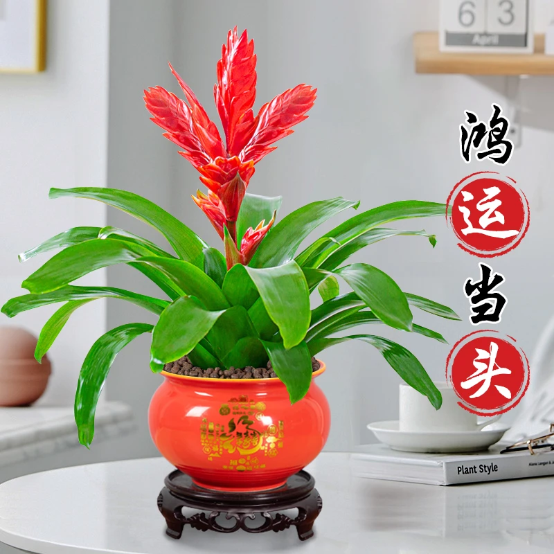 鸿运当头盆栽绿植花卉玉扇室內好养客厅四季开花大盆办公室小盆景