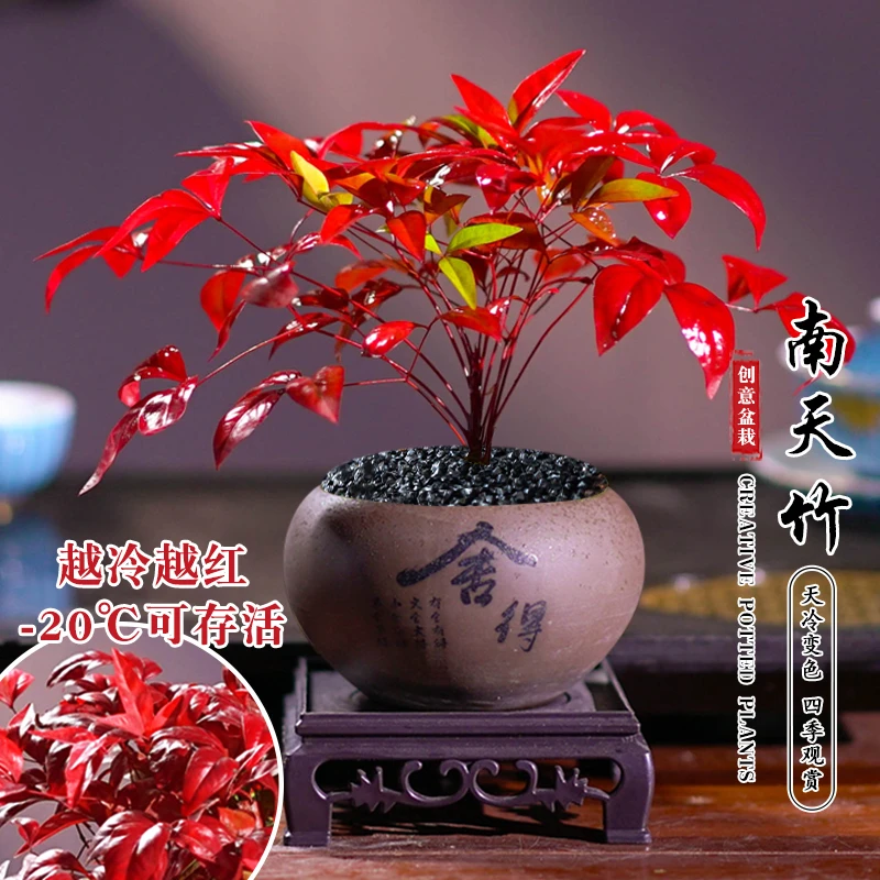 小火焰南天竹植物书房阳台客厅绿植桌面盆栽好养易活禅意创意摆件