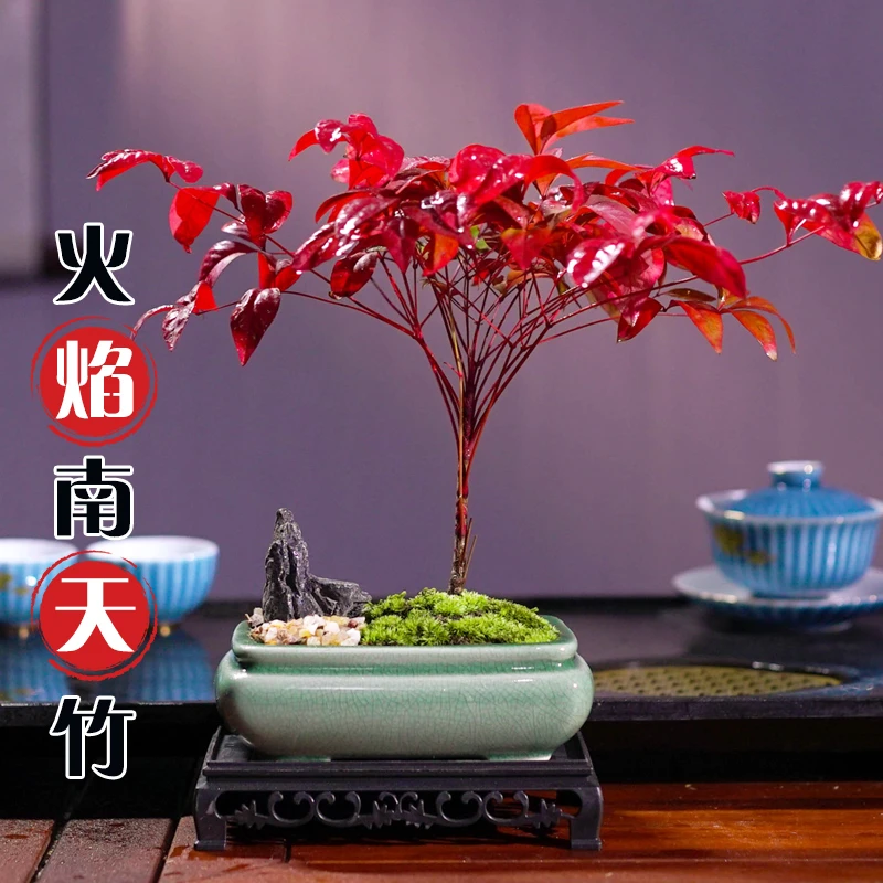 火焰南天竹植物书房阳台客厅绿植桌面盆栽好养易活禅意创意摆件