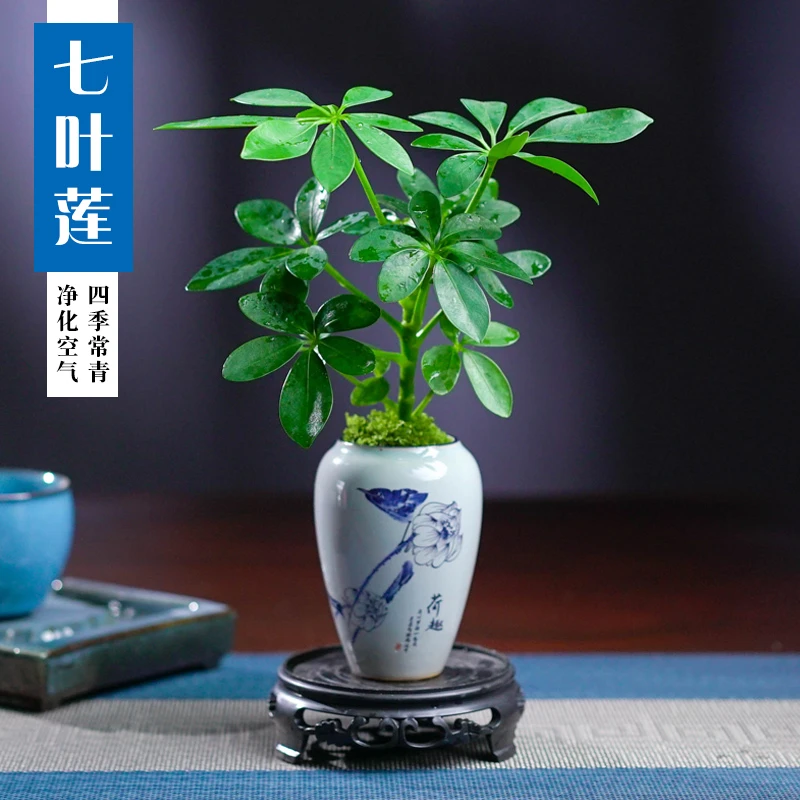 七叶莲盆景花卉绿植室内客厅茶桌植物净化空气吸甲醛四季常青
