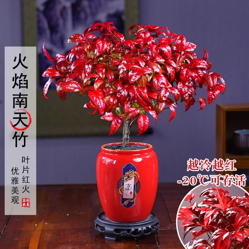 【越冷越红】火焰南天竹耐寒盆景老桩盆栽植物室内好养美观绿植