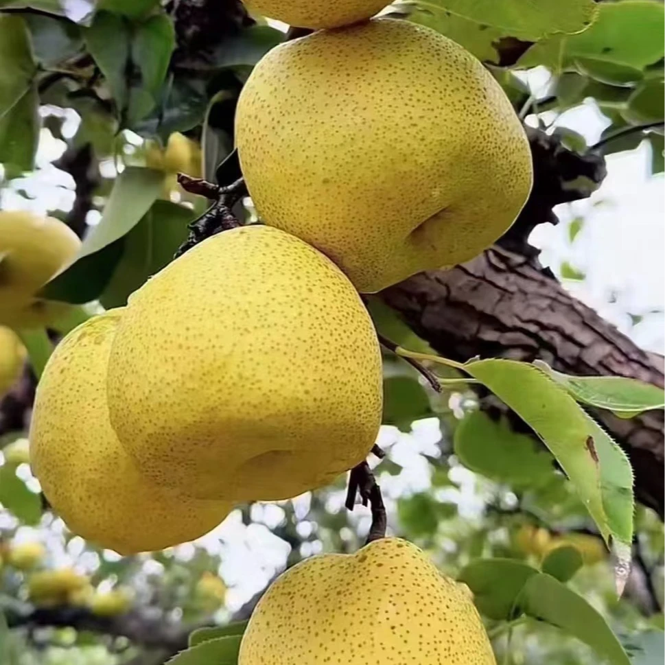 果园砀山酥梨黄河故道百年老树酥梨脆甜多汁现摘现发新鲜应季香甜
