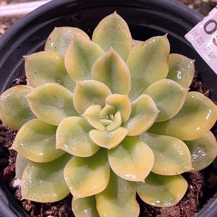 多肉特价抹茶菩提锦0572