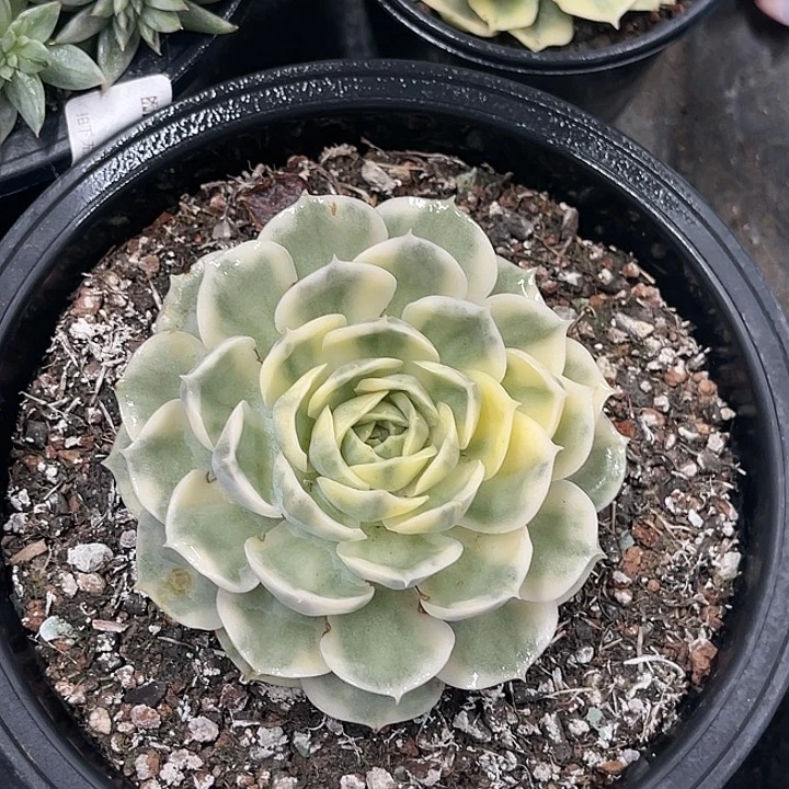多肉植物昂斯诺锦