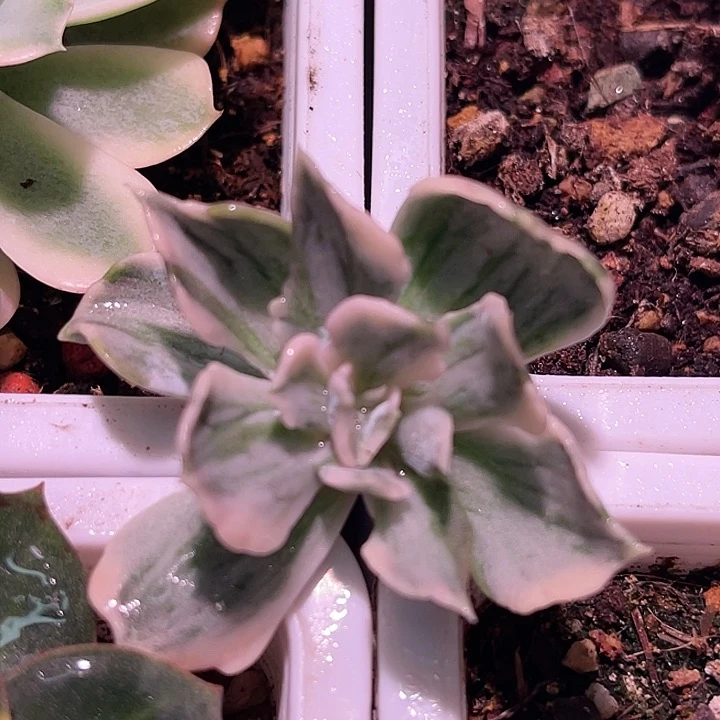 多肉植物丽娜莲锦有须根