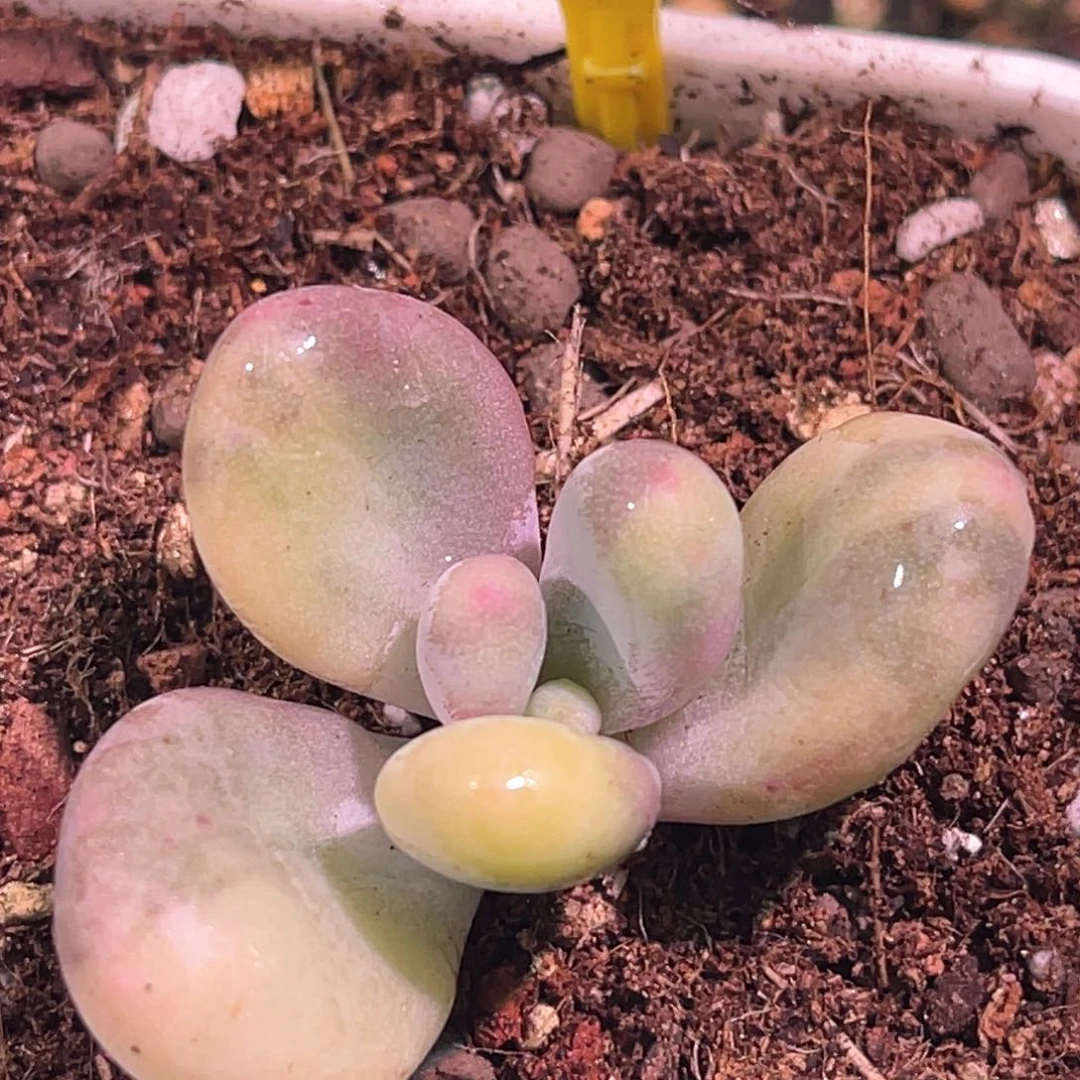 不****咯多肉特价奶酪锦3761