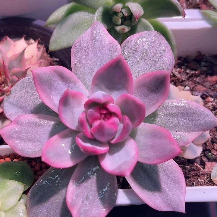 多肉植物粉蓝鸟锦头盖