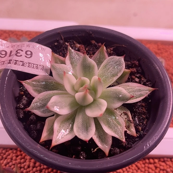 多肉植物开播福利6316