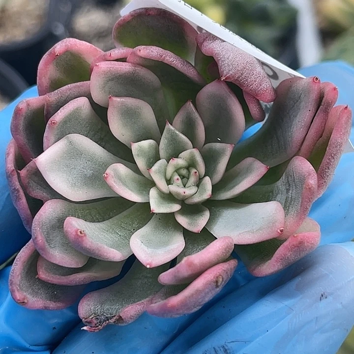 ✨***✨多肉植物绿爪锦6380