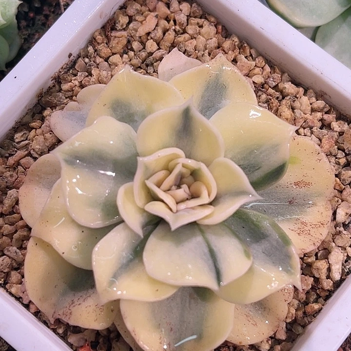 多肉植物丽娜莲锦