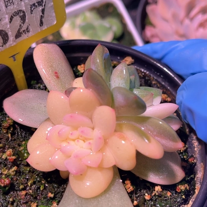 多肉特价梦露锦缀