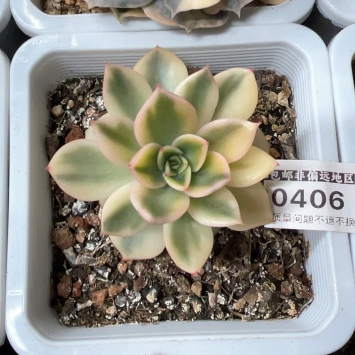 多肉特价开播福利锦0406