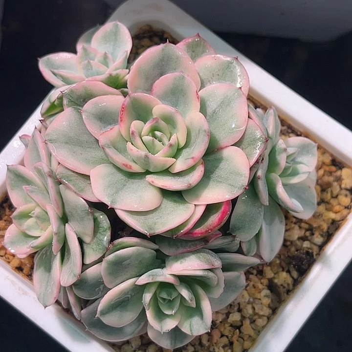 多肉植物奶油黄桃锦