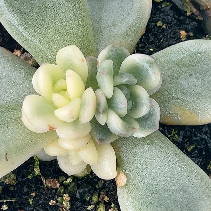 多肉植物特价宽锦梦露锦220