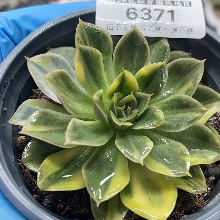 用****9多肉植物抹茶菩提锦6371