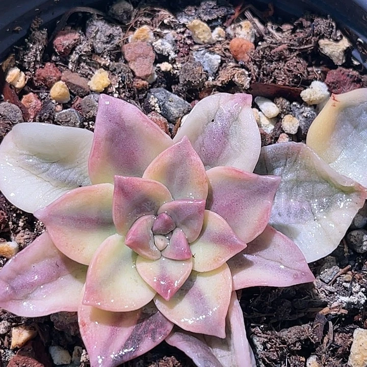 多肉植物华丽风车锦