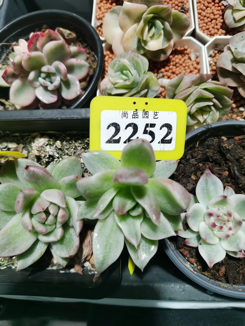 多肉锦新店特惠水晶珍妮2252