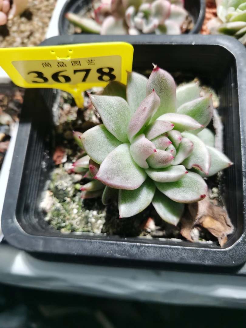 多肉锦新店特惠水晶珍妮锦3678