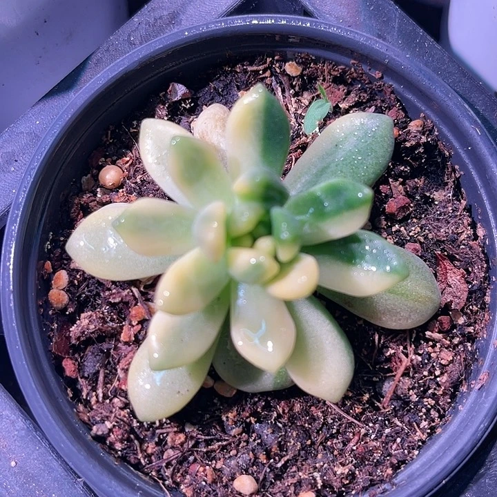 多肉植物天堂锦1