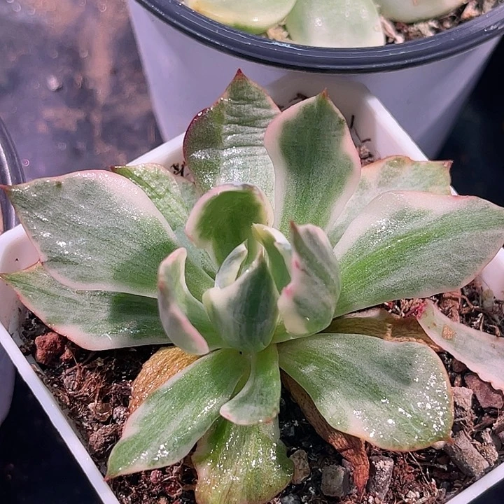 多肉植物阿美星锦