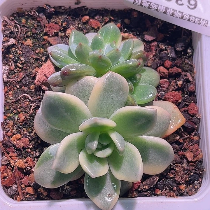 多肉植物福利锦6389