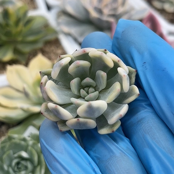 多肉植物雪爪锦头盖