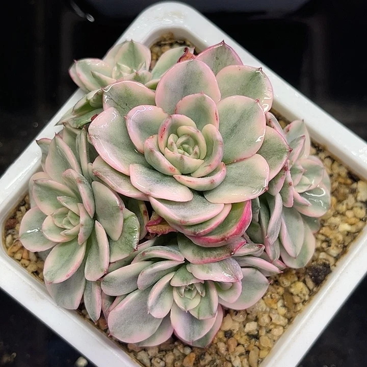 多肉植物奶油黄桃锦