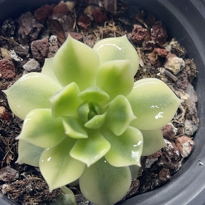 多肉植物范女王锦