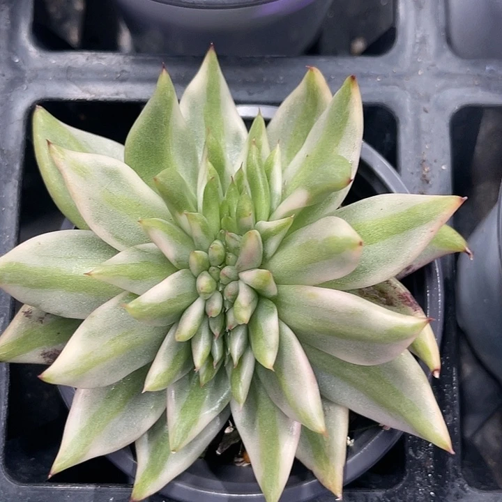 多肉植物艾克魂缀化