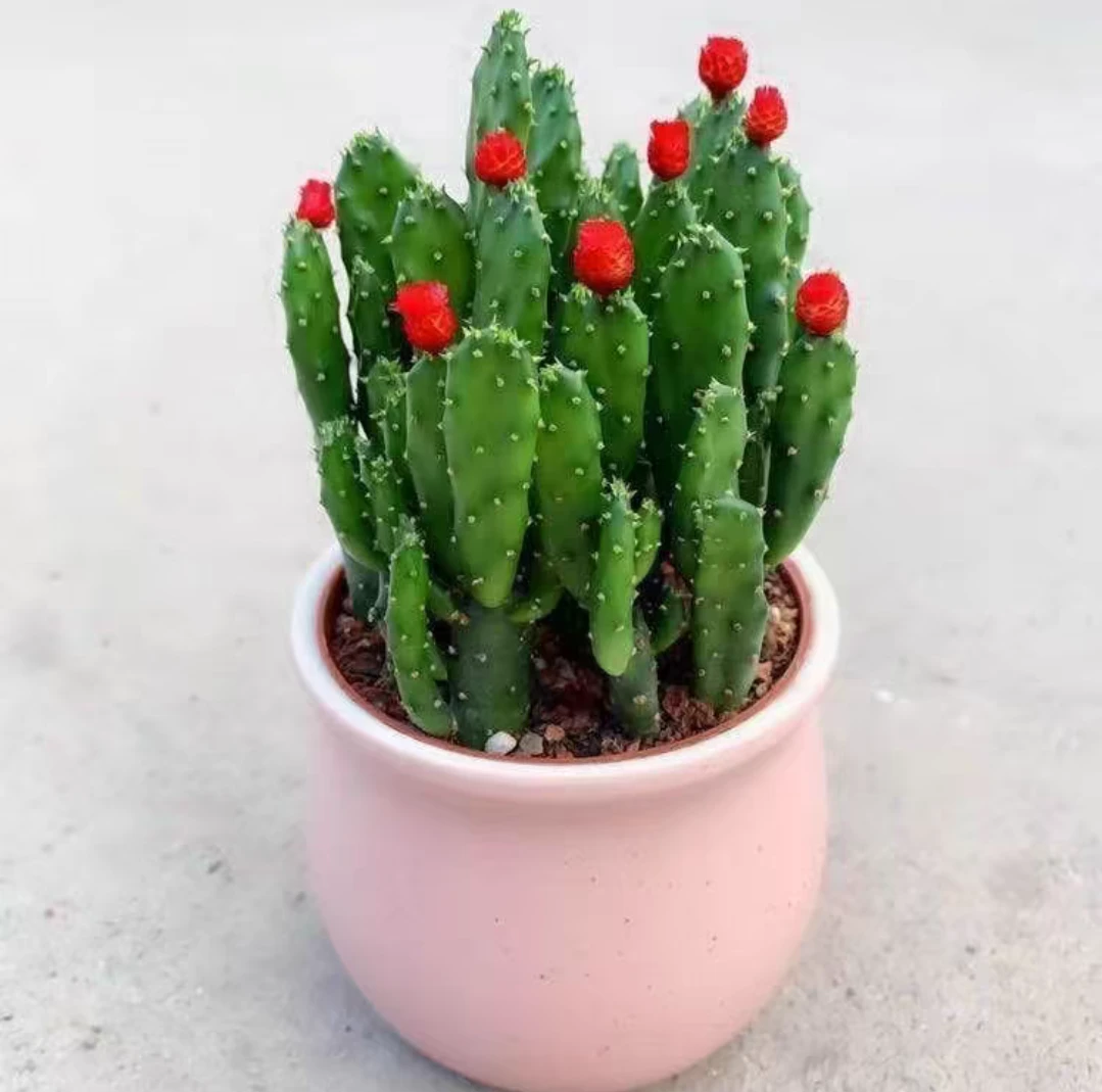 招财手多肉植物裸根一盆看直播实物