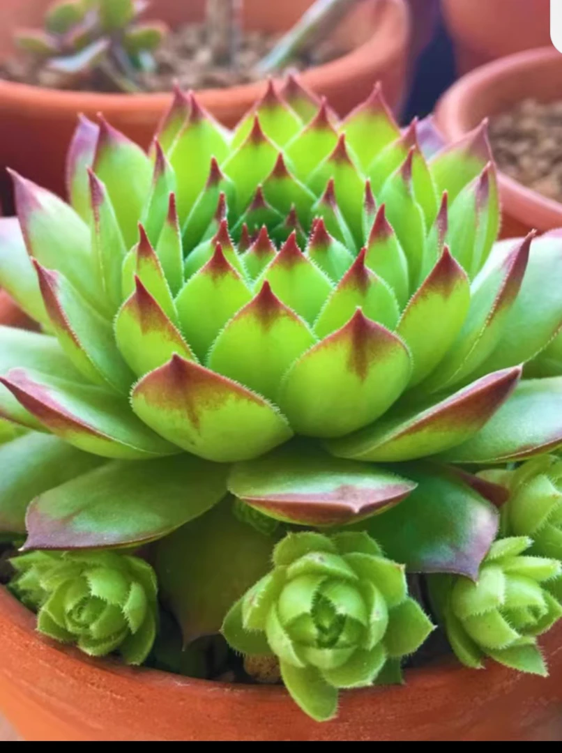 观音莲多肉植物（发货看直播实物）