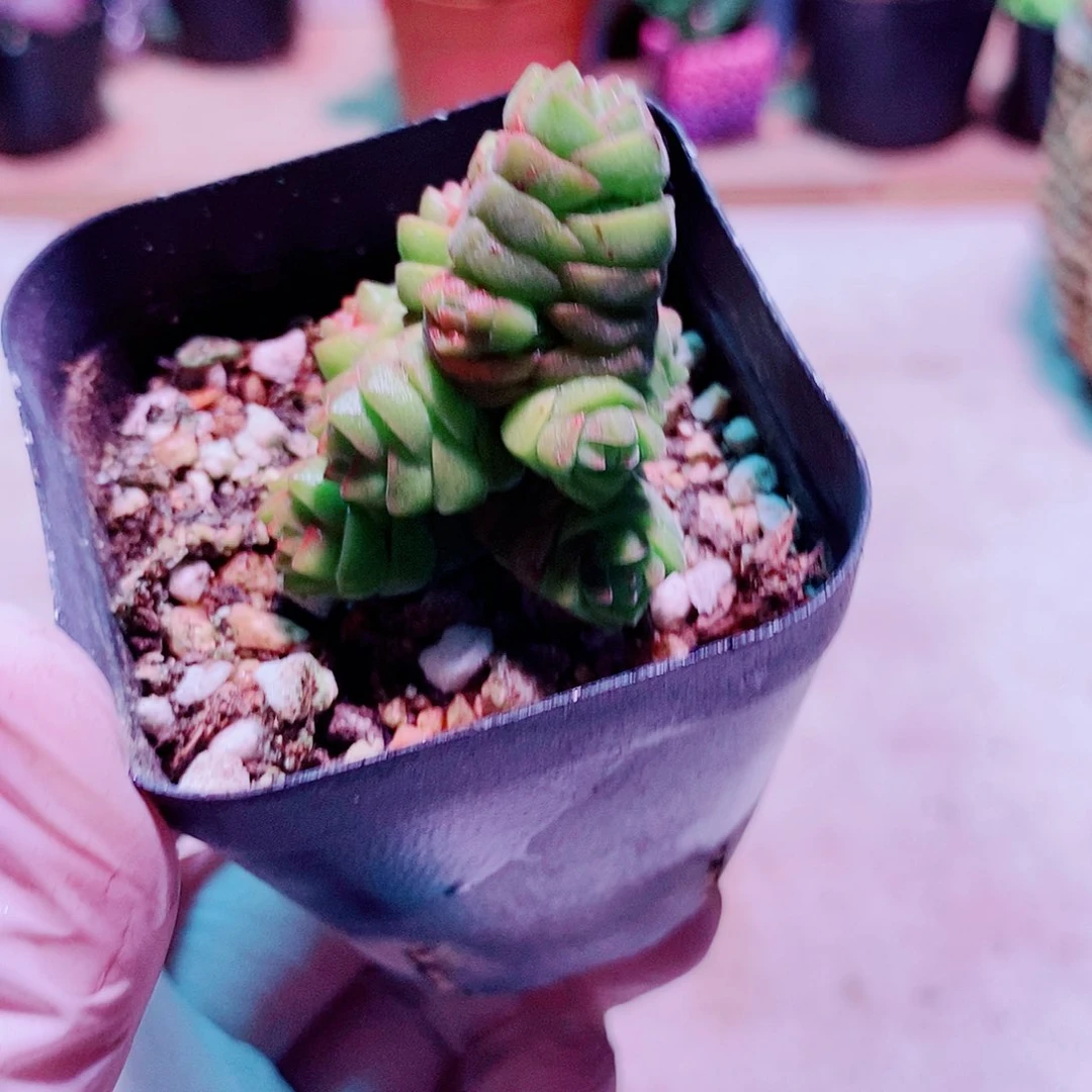 绒塔多肉一颗带盆