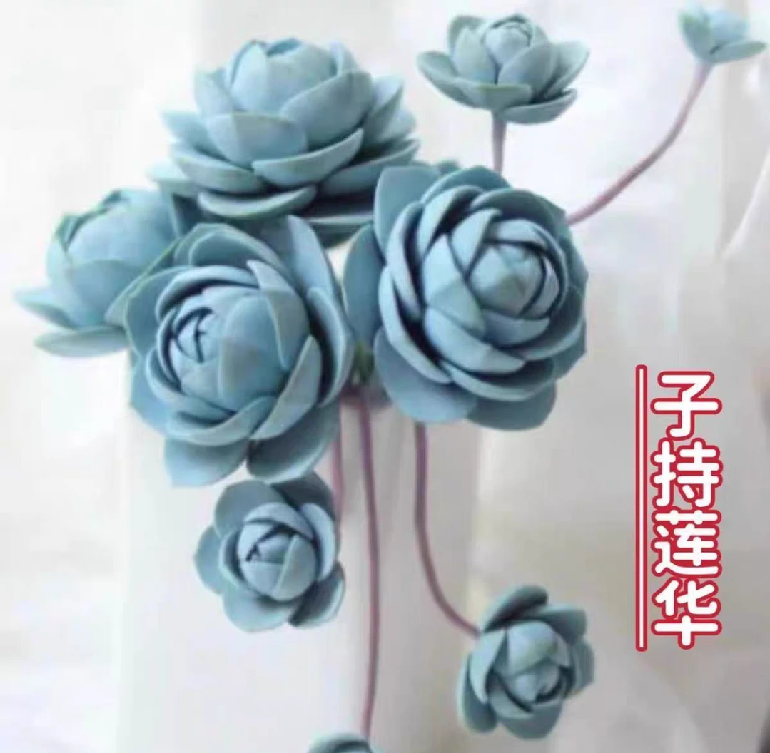 子持莲华多肉植物已直播间为准