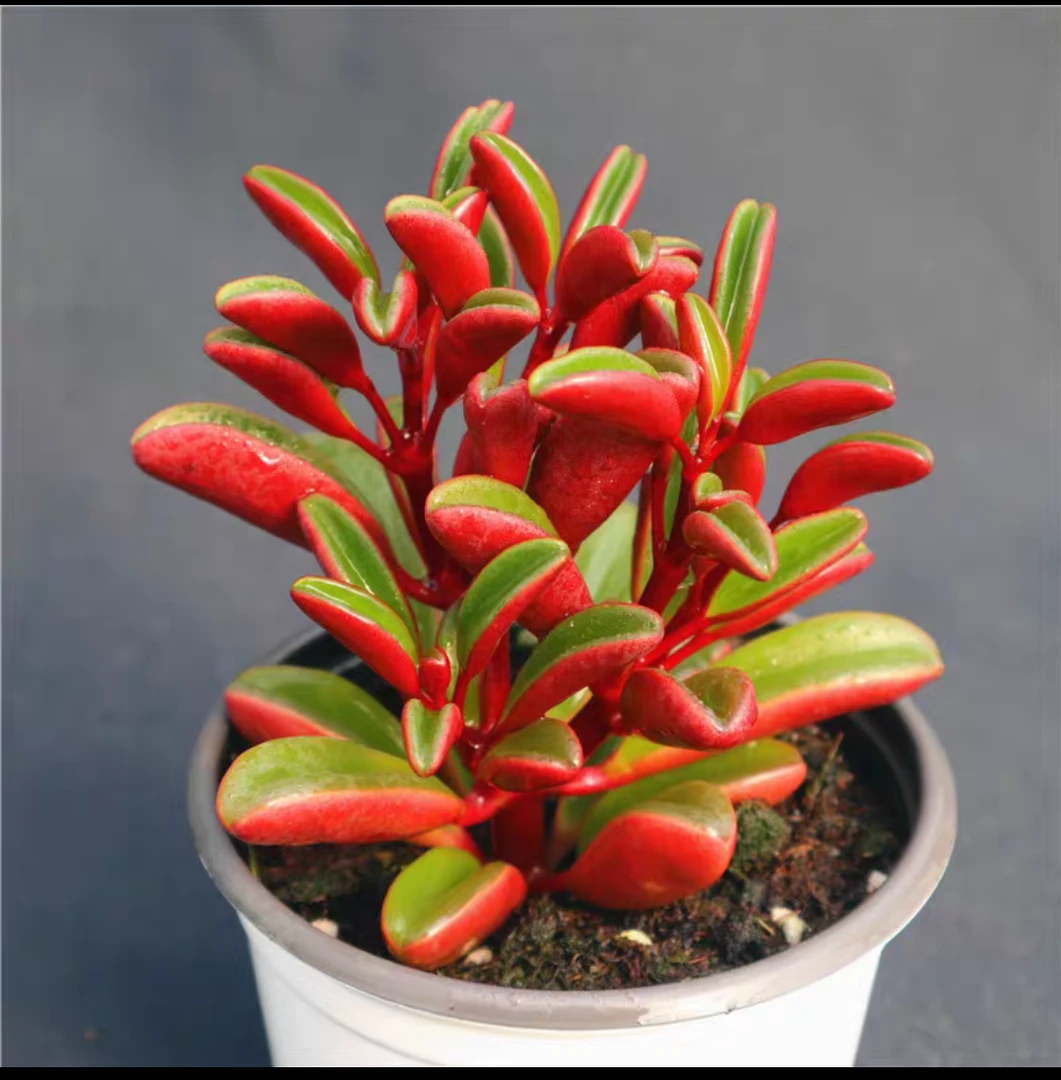 红背椒草多肉植物已直播间为准