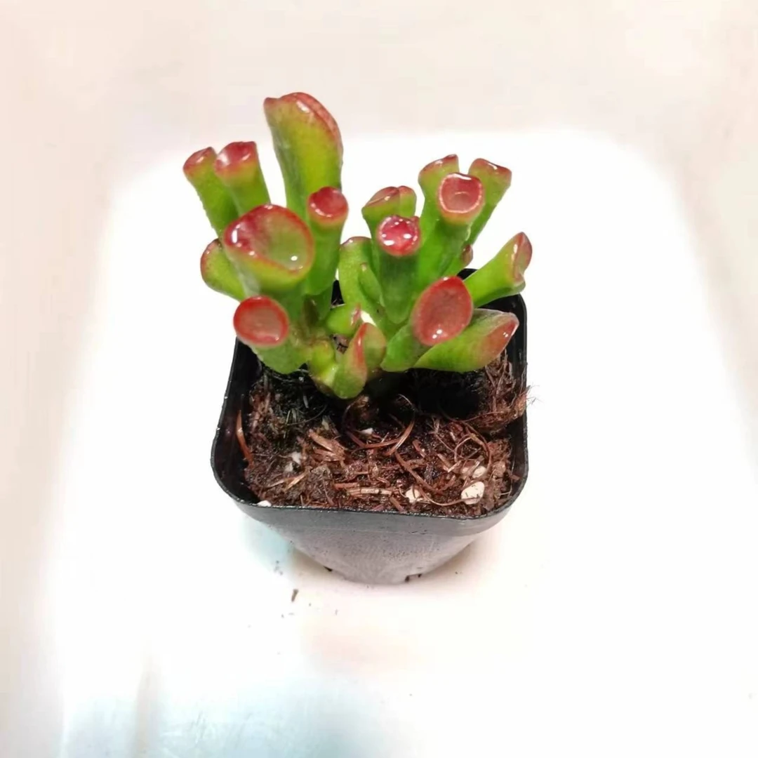 吸财树多肉植物多肉