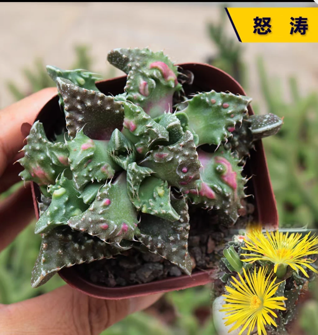 狂澜怒涛多肉植物稀有多肉