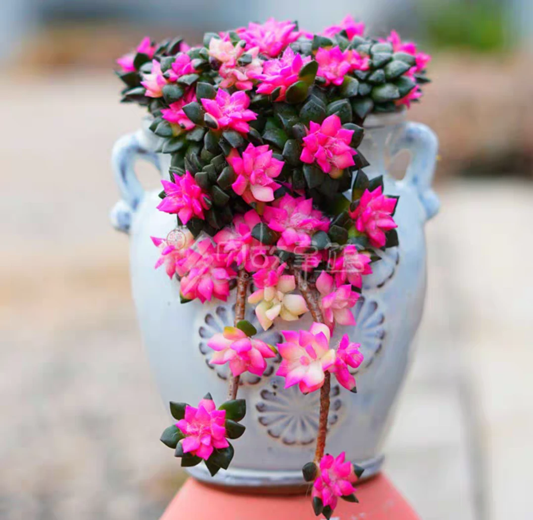 卡日松锦多肉植物