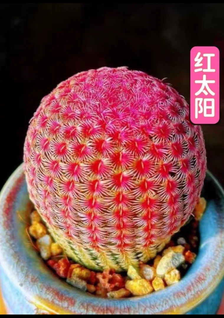 红太阳多肉植物（发货看直播实物）