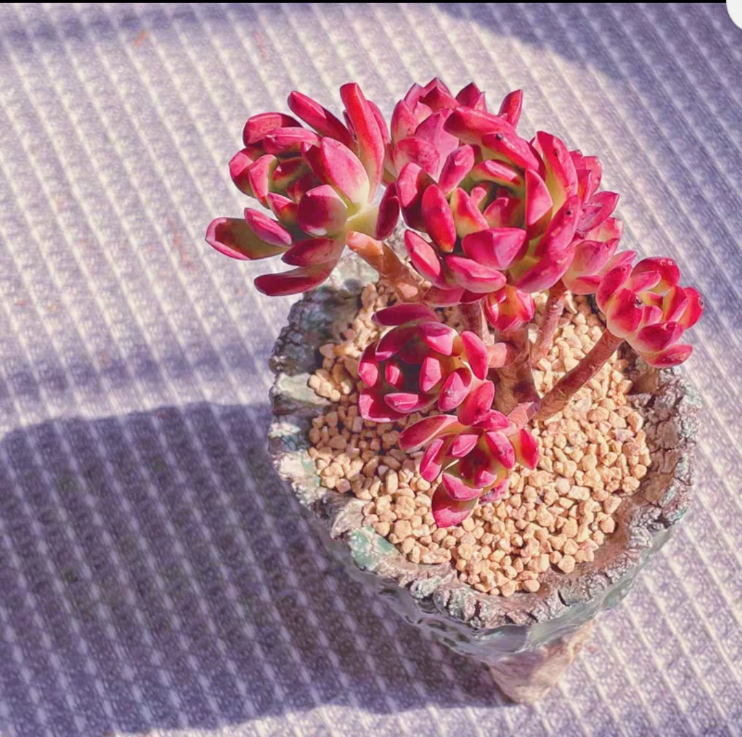 红稚莲老桩多肉植物不含盆