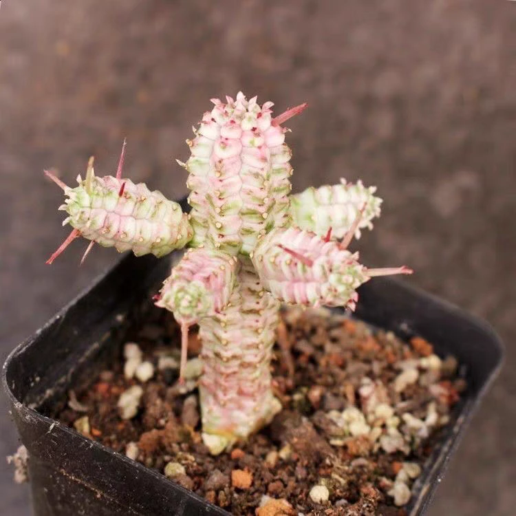 白桦麒麟多肉植物稀有贵货多肉