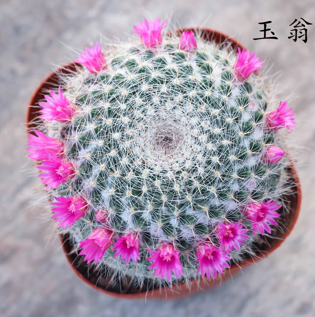 玉翁多肉植物（发货看直播实物）