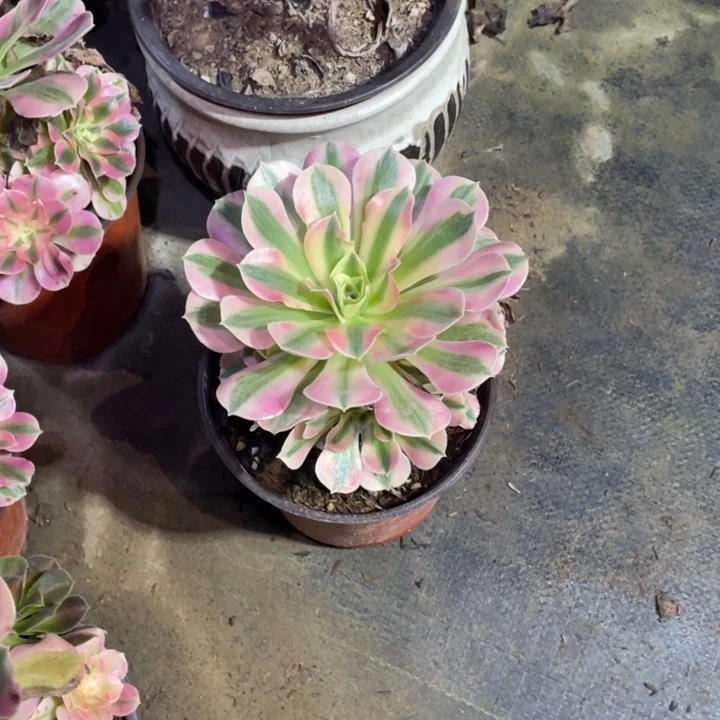 多肉植物粉女巫616