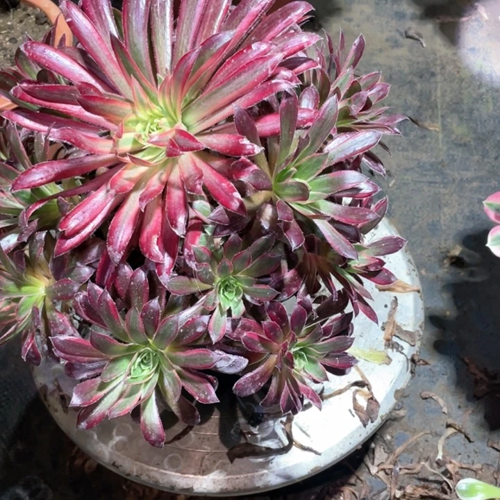 多肉植物孔雀锦143