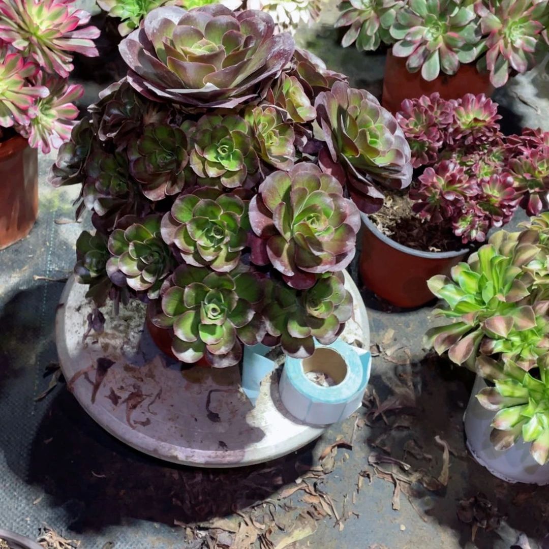 多肉植物魅金037