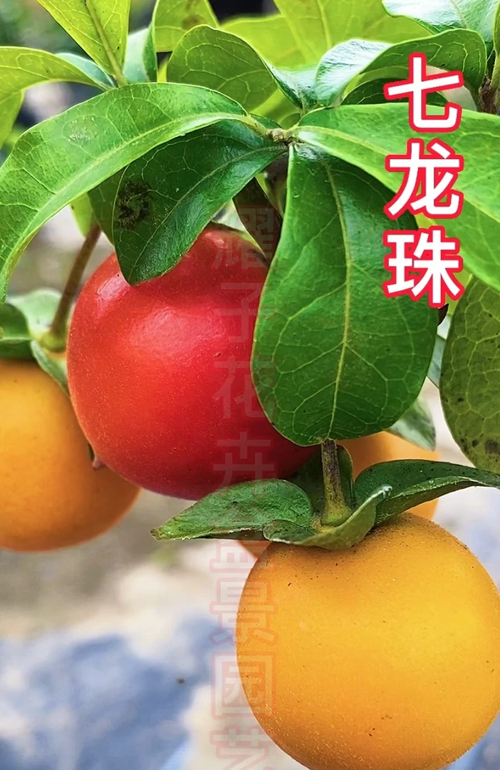 金弹子老桩盆景满树果