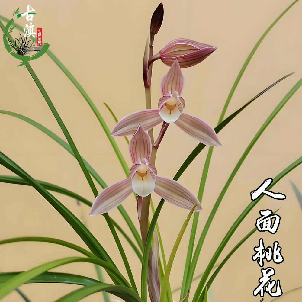 云南莲瓣兰人面桃花兰花苗兰草赤壳素原生老种本地兰花基发包对版