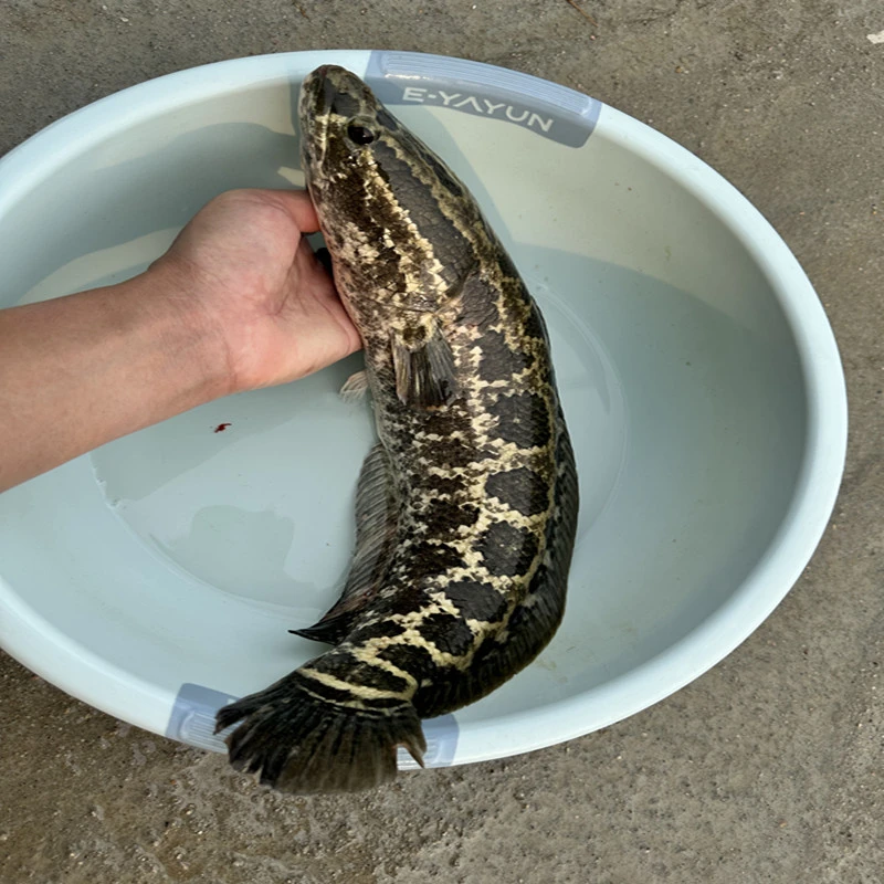 杂交生鱼黑鱼财鱼乌鱼冷水淡水饲养