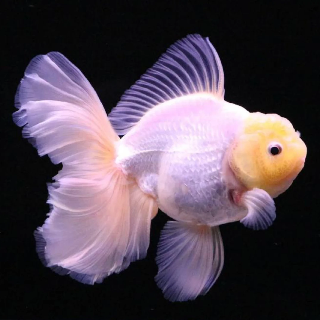 直播专属链接金鱼 品相自鉴无开箱视频不售后泰狮 兰寿 蝶尾 鎏金