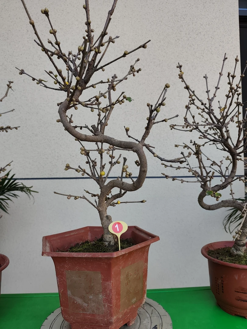 精品腊梅造型盆景素心腊梅桩梅，造型红梅，龙游梅