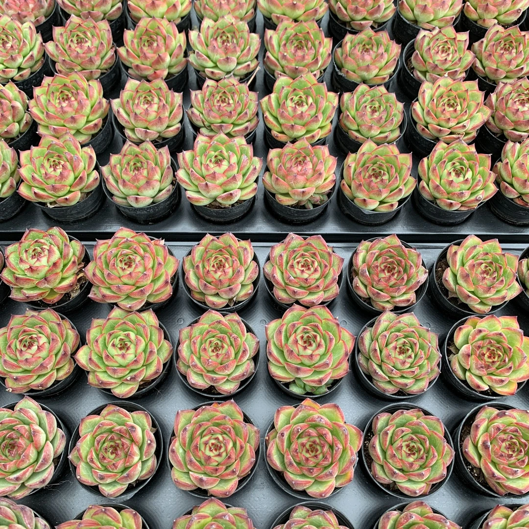 月亮石单头精品多肉植物盆栽阳台花卉好养一单包邮